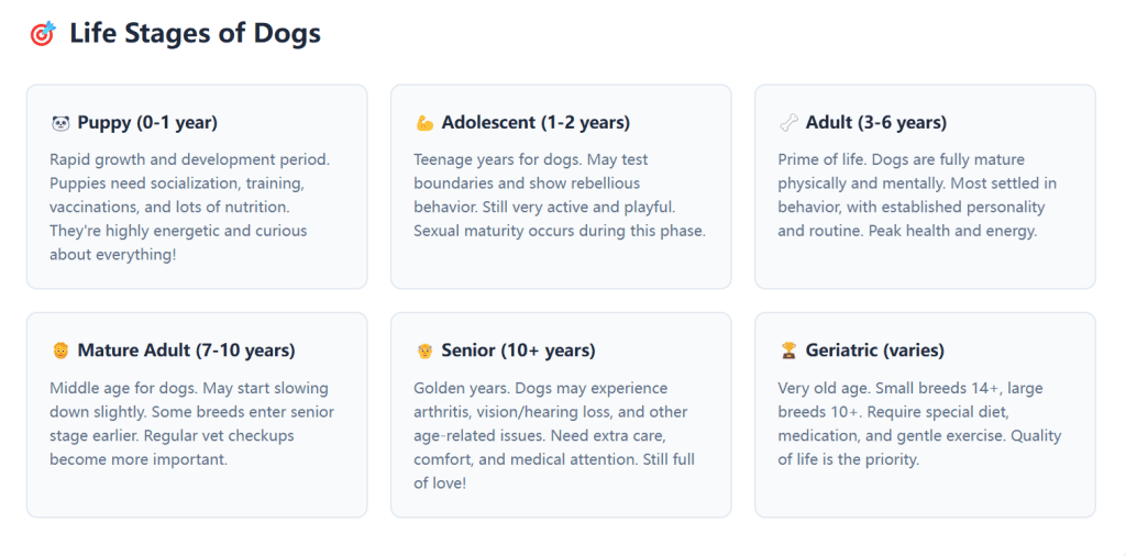 Life Stages of Dogs