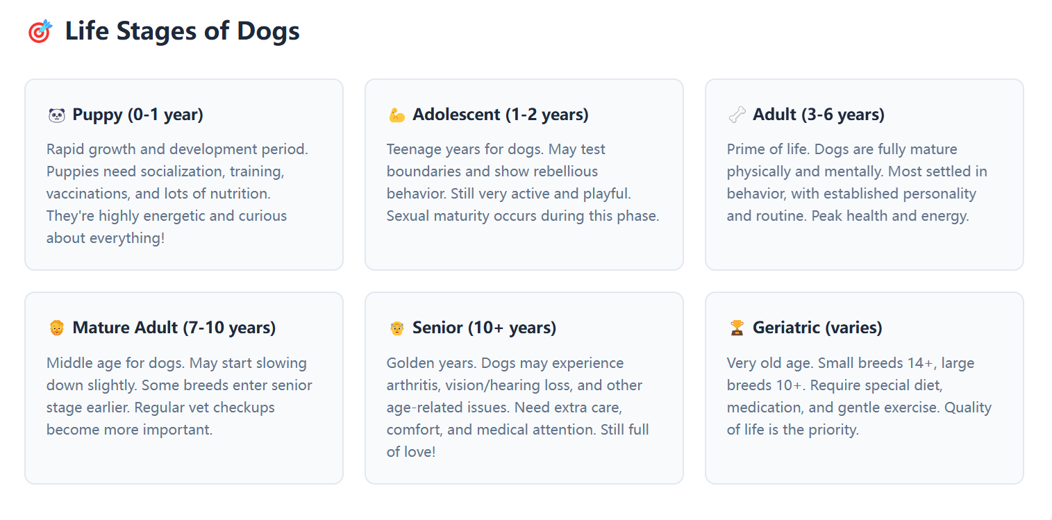 Senior Dog Care: Essential Tips for Aging Pets